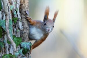 兄弟が別々に親権を持つことは可能なのか？